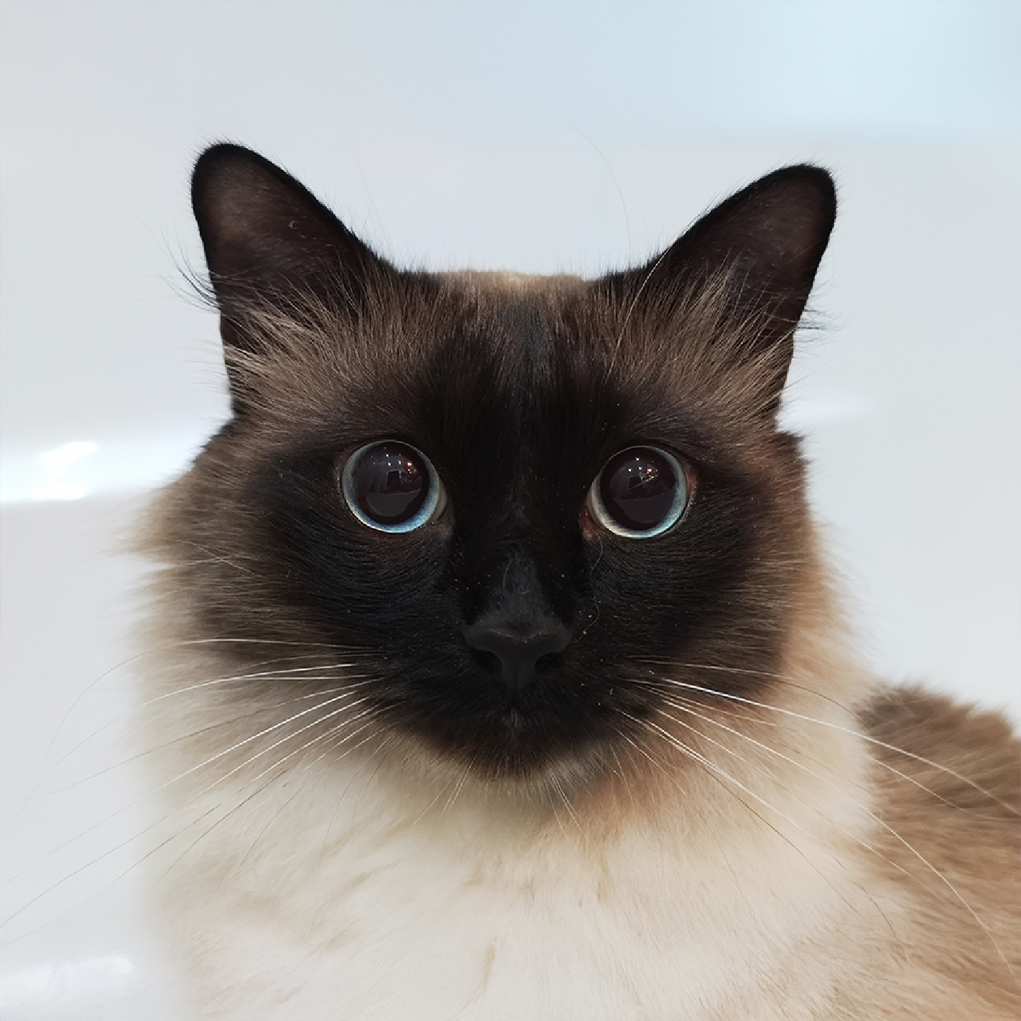 gato-siames-de- ojos-azules.jpg